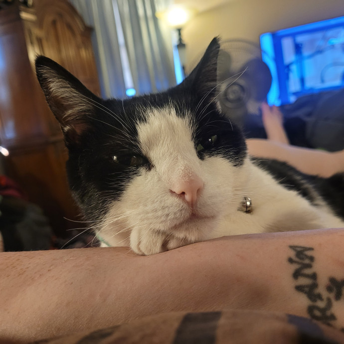 Kitty Sits By Jamie