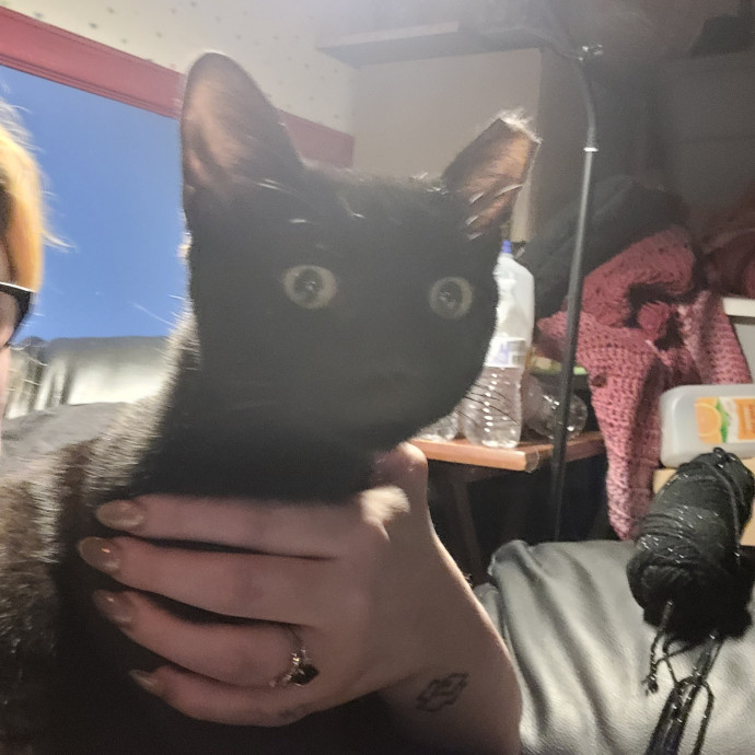 Kitty Sits By Jamie