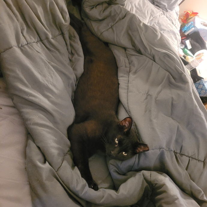 Kitty Sits By Jamie