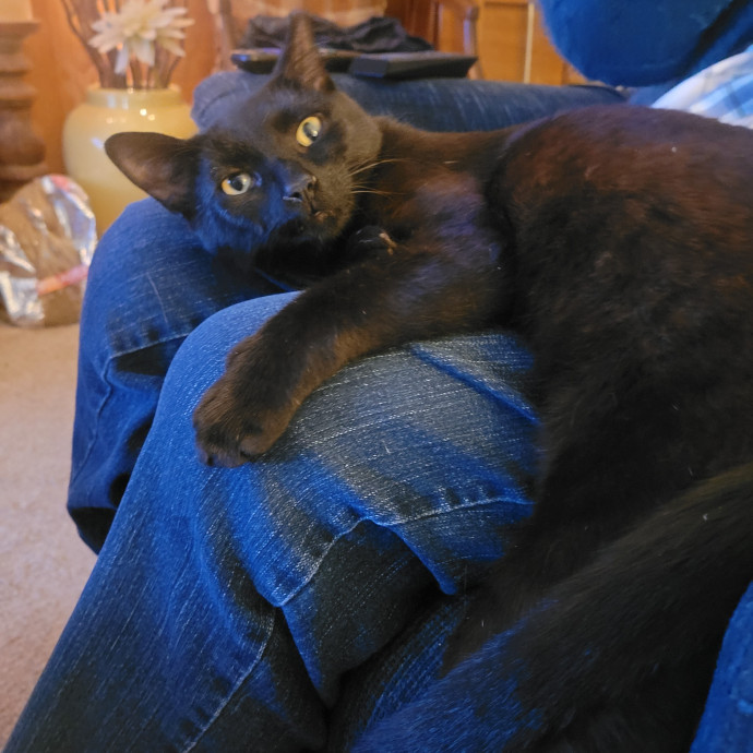 Kitty Sits By Jamie