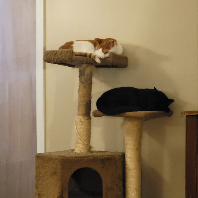 Kitty Sits By Jamie