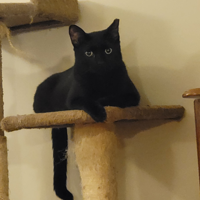 Kitty Sits By Jamie