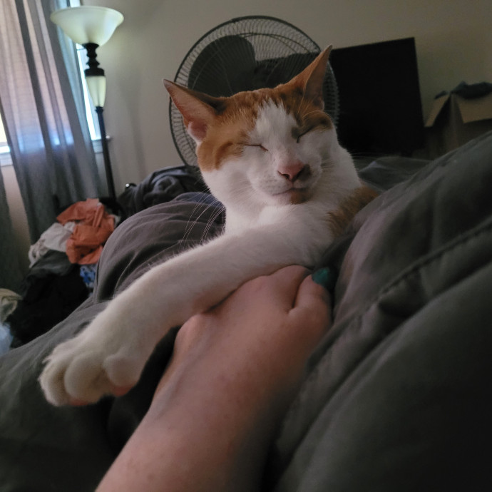 Kitty Sits By Jamie