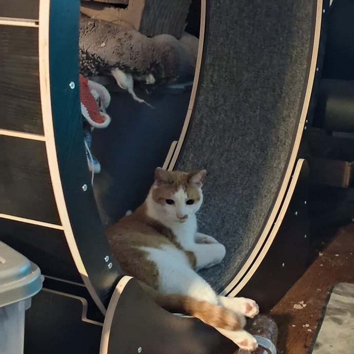 Kitty Sits By Jamie