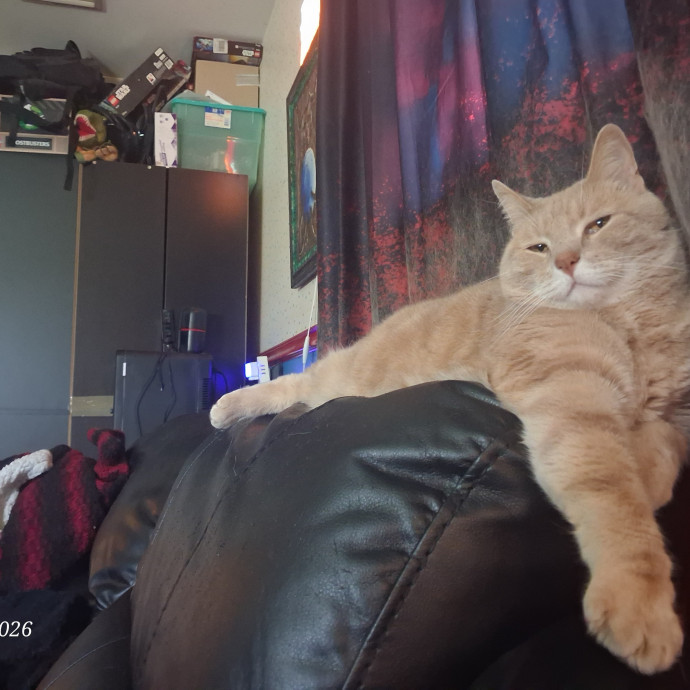 Kitty Sits By Jamie photo 2