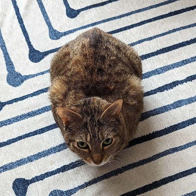 Gary The Human Cat