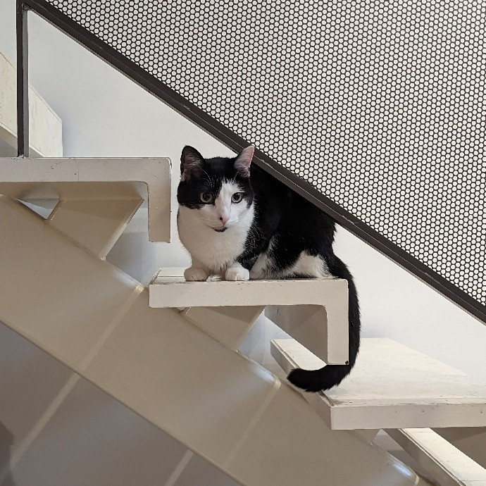 Gary The Human Cat