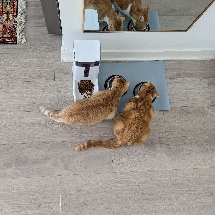 Gary The Human Cat