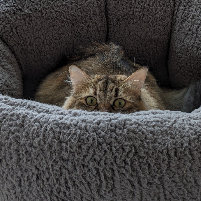 Gary The Human Cat