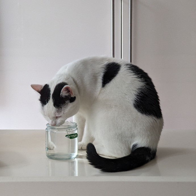 Gary The Human Cat