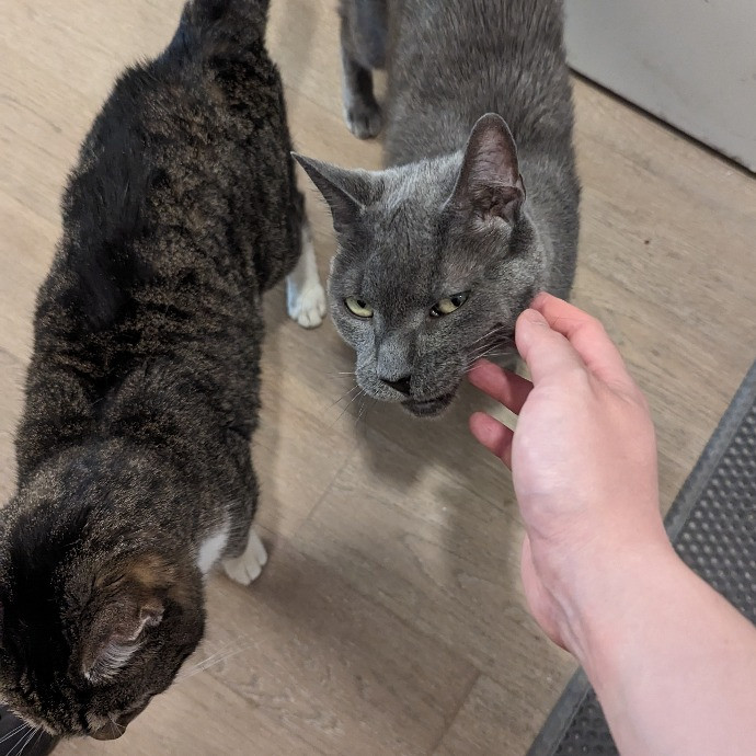 Gary The Human Cat