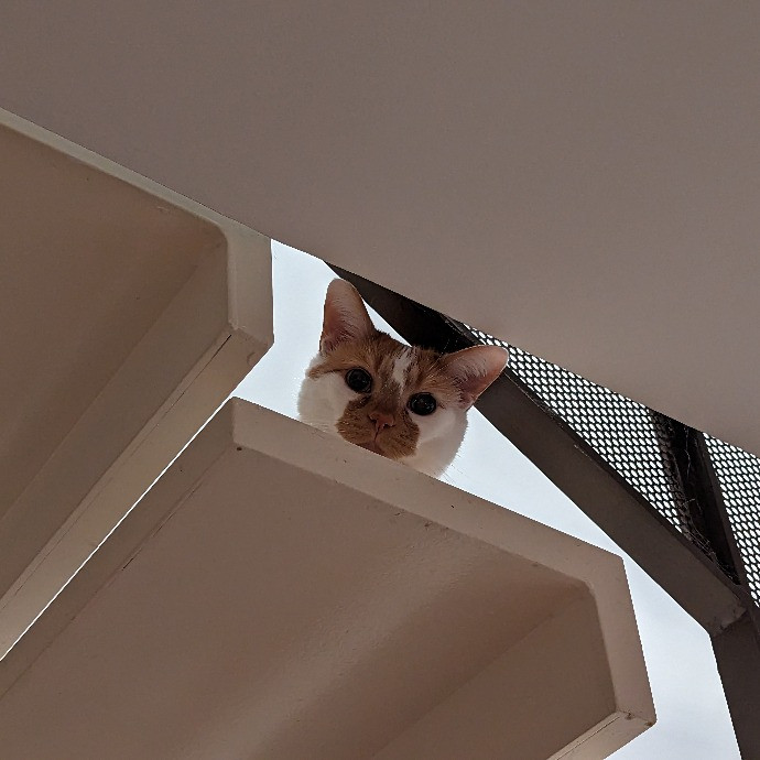 Gary The Human Cat