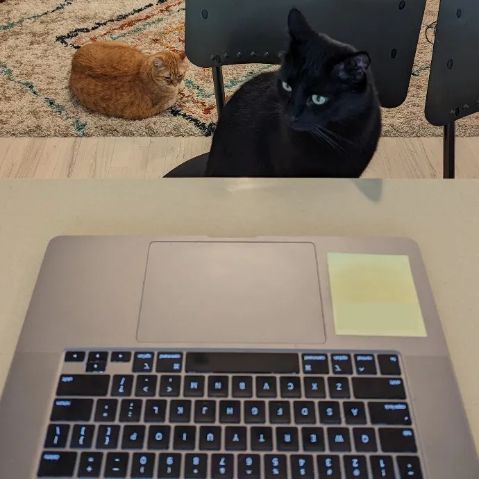 Gary The Human Cat photo 3