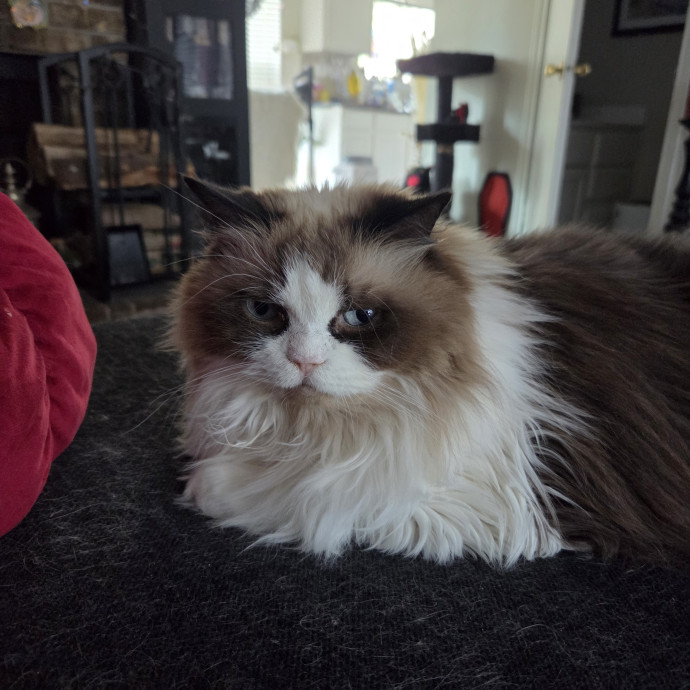 I'm Helen Cat Sitter  Cat Mom In Austin