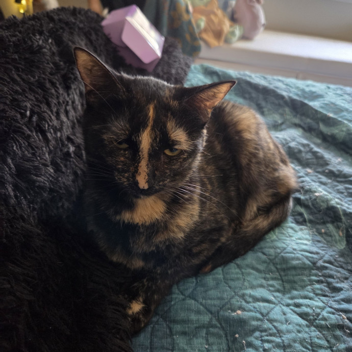 I'm Helen Cat Sitter  Cat Mom In Austin