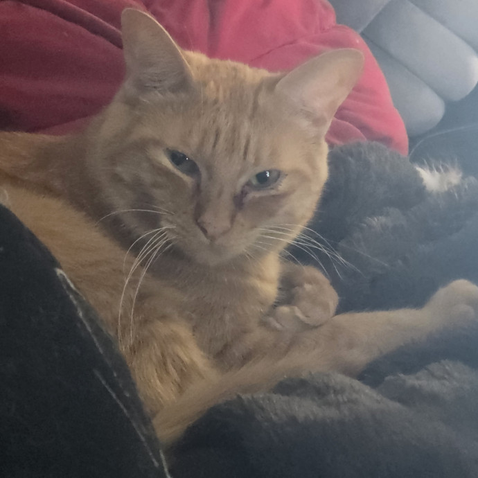 I'm Helen Cat Sitter  Cat Mom In Austin