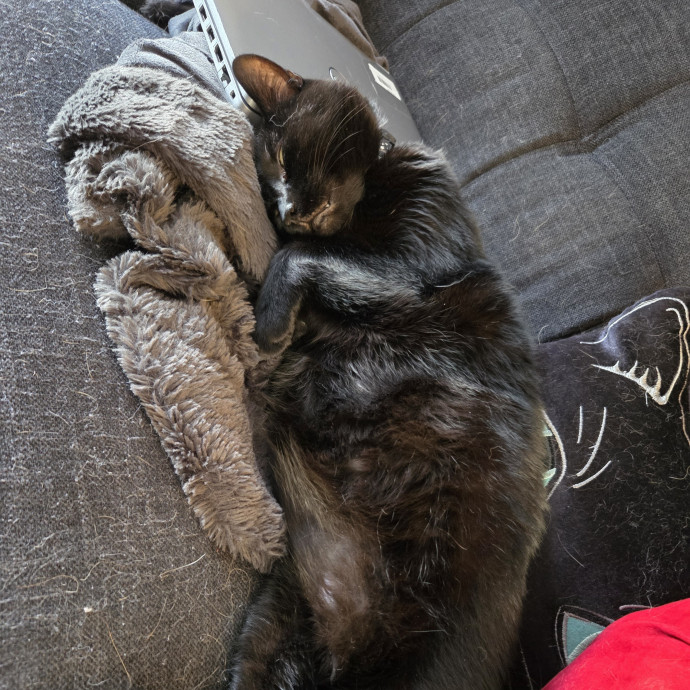 I'm Helen Cat Sitter  Cat Mom In Austin