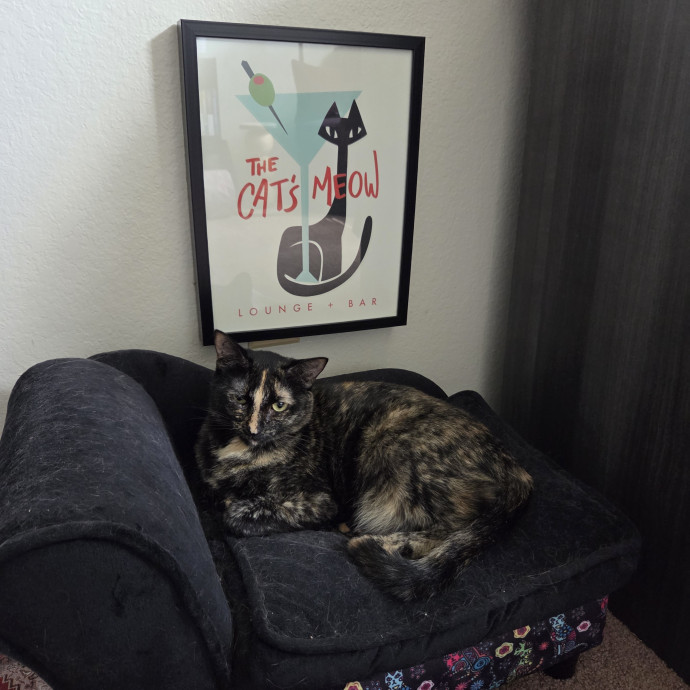 I'm Helen Cat Sitter  Cat Mom In Austin photo 3