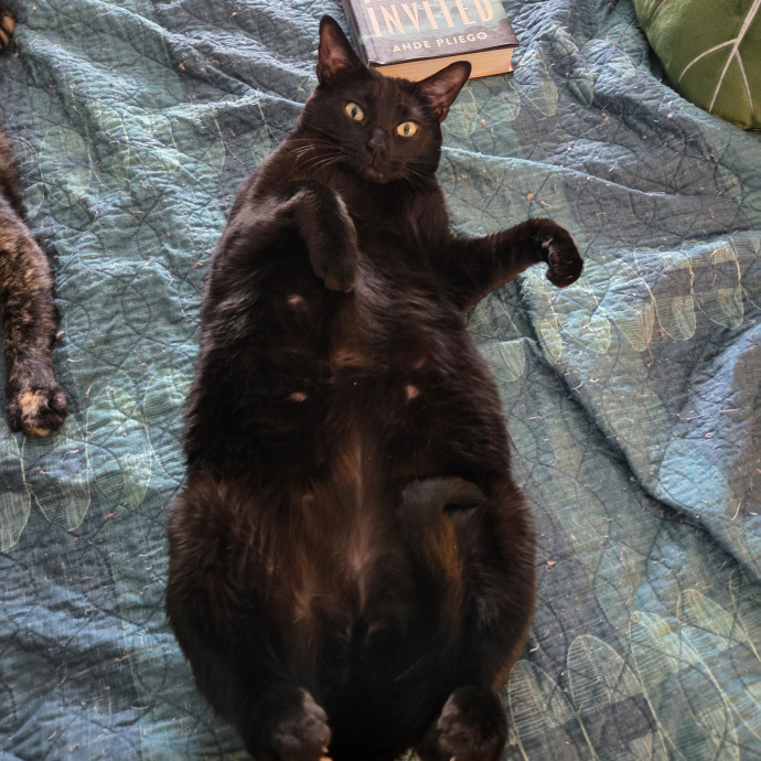 I'm Helen Cat Sitter  Cat Mom In Austin photo 2