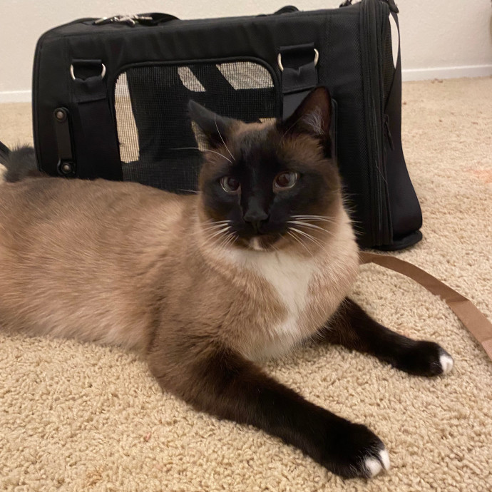 Happy Meow