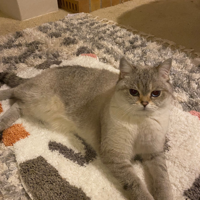 Happy Meow