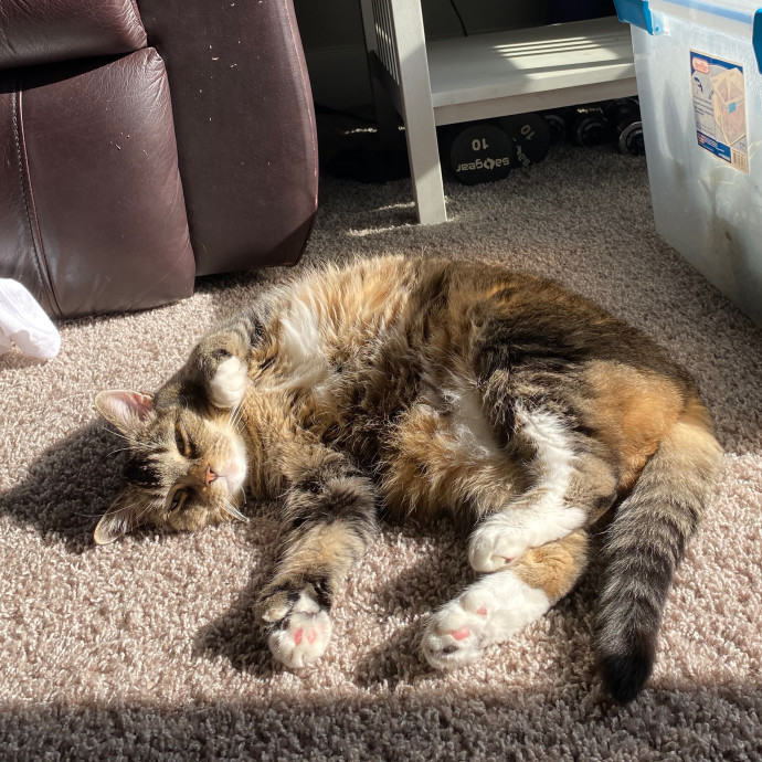 Happy Meow