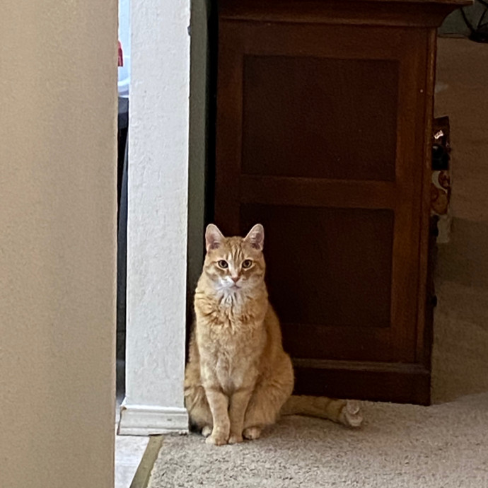 Happy Meow