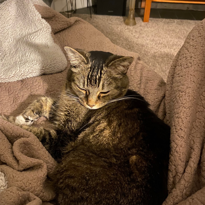Happy Meow