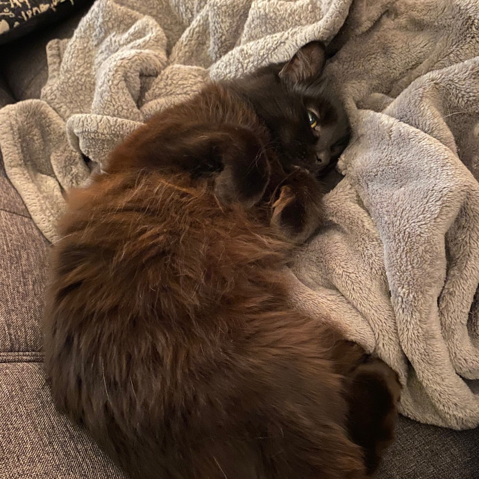 Happy Meow