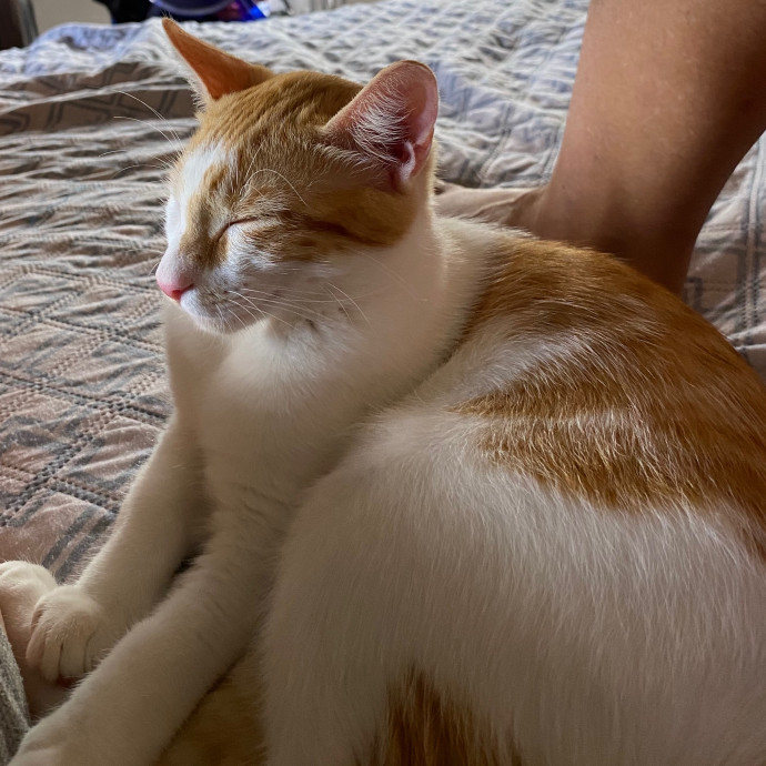 Happy Meow