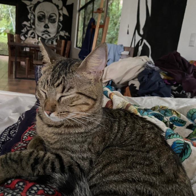 Happy Meow
