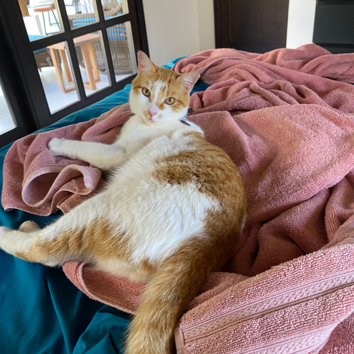 Happy Meow