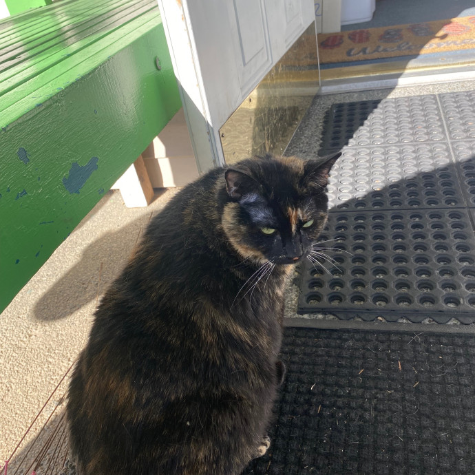 Happy Meow photo 3