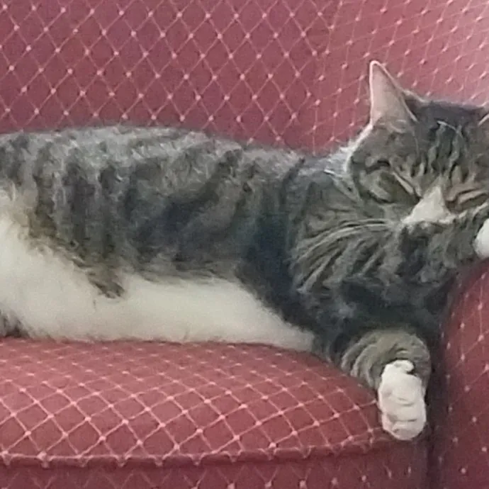 Shannon-Your Cat Caretaker photo 4