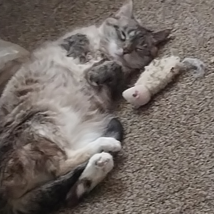 Shannon-Your Cat Caretaker