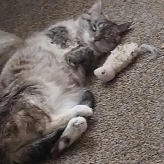 Shannon-Your Cat Caretaker photo 3