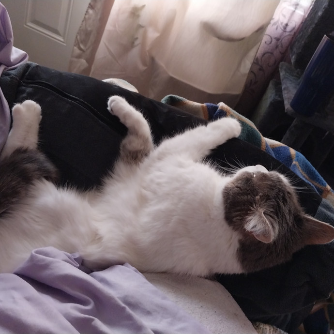 Shannon-Your Cat Caretaker photo 3