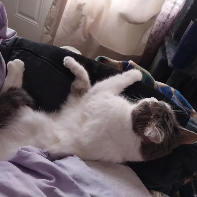 Shannon-Your Cat Caretaker photo 2
