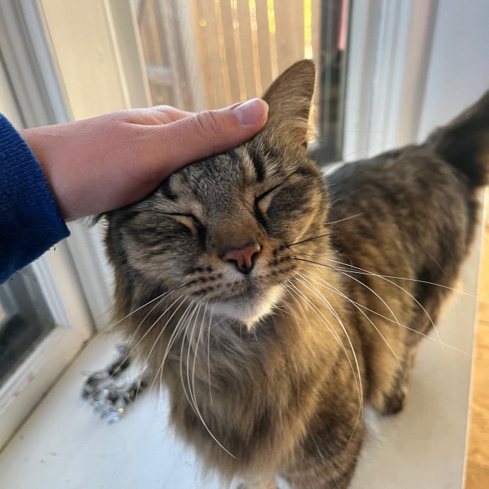 Katie's Cat Sitting In Denver Co