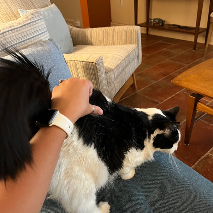 Katie's Cat Sitting In Denver Co