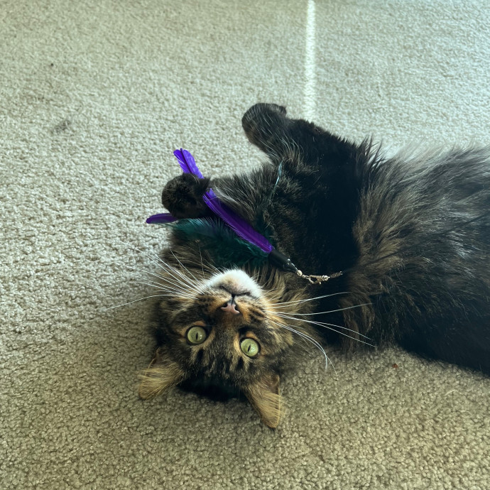 Katie's Cat Sitting In Denver Co