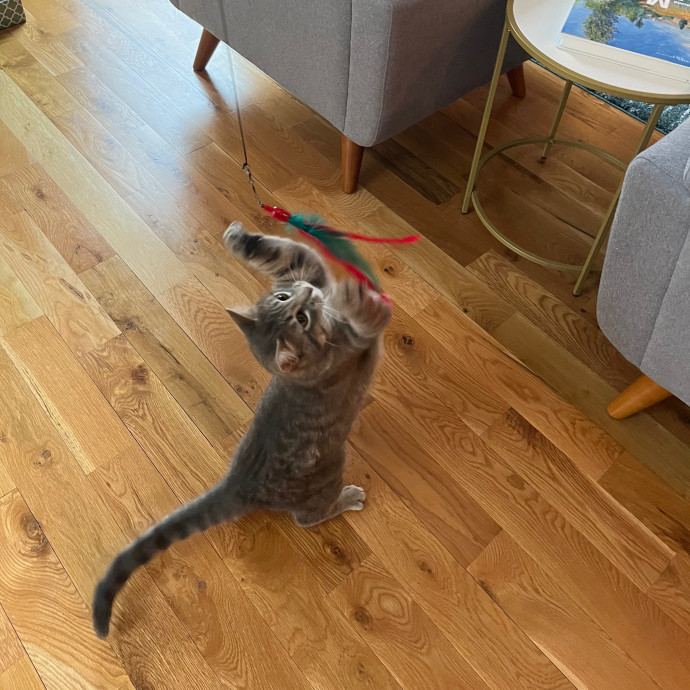 Katie's Cat Sitting In Denver Co photo 3