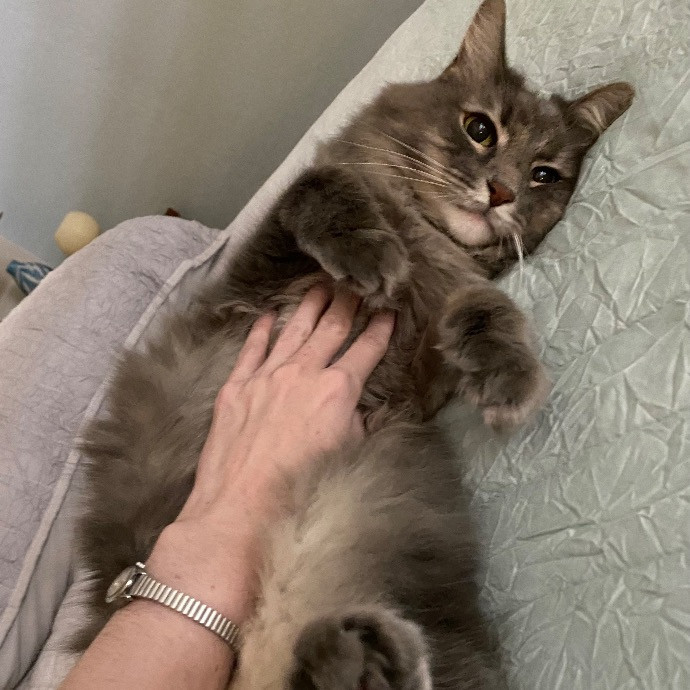 Sarah The Kitty Charmer
