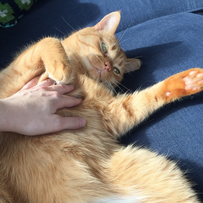 Sarah The Kitty Charmer