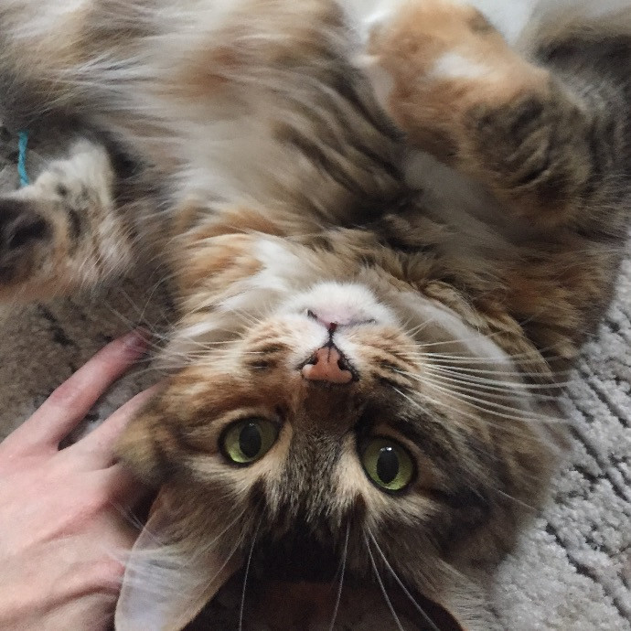 Sarah The Kitty Charmer