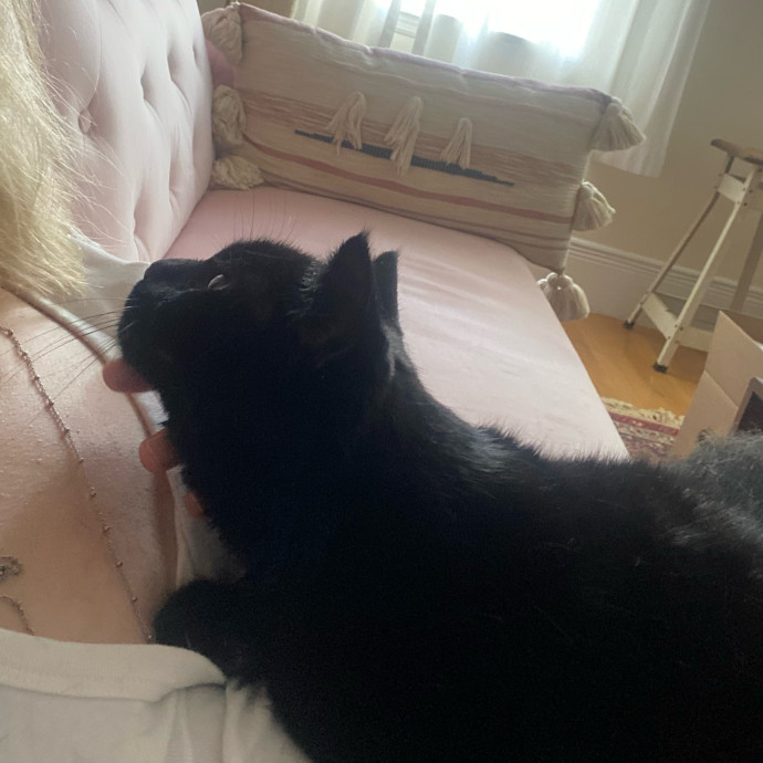 Sarah The Kitty Charmer