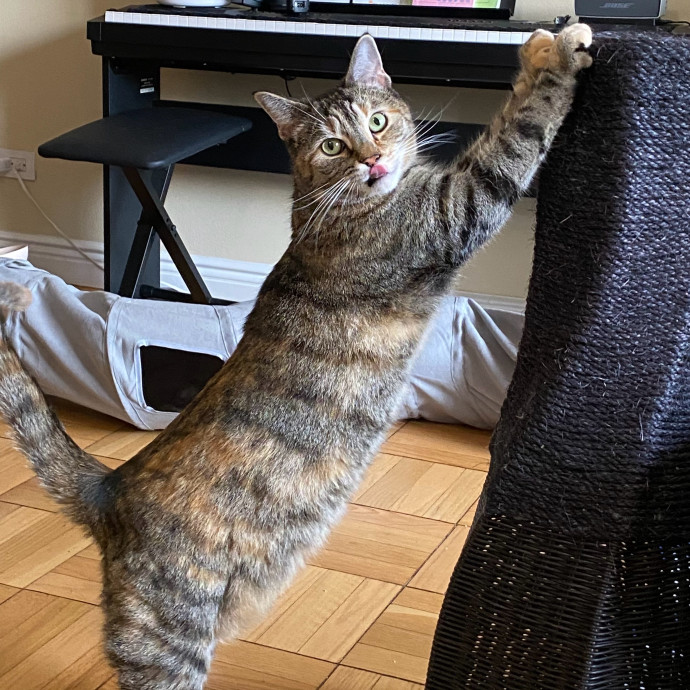 Sarah The Kitty Charmer photo 3