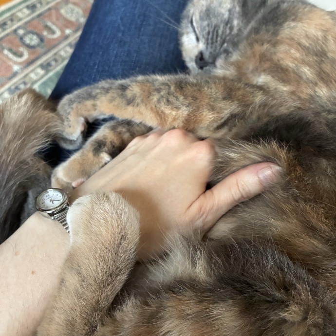 Sarah The Kitty Charmer photo 2