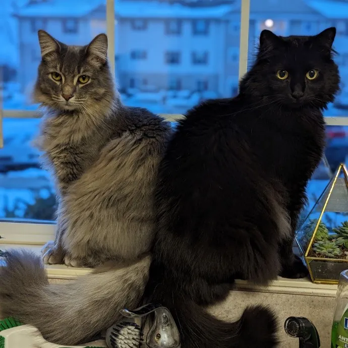 Kayla's Pawsome Kitty Care