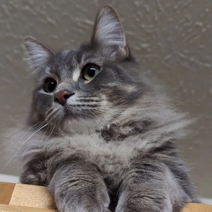 Kayla's Pawsome Kitty Care